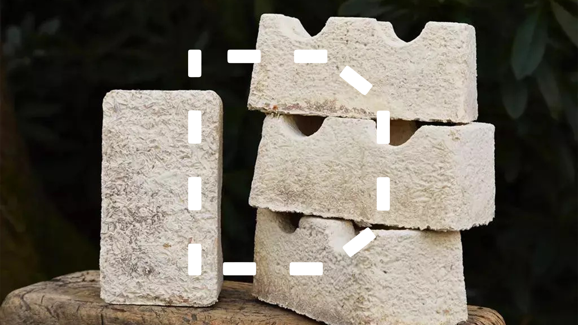 The Sustainable Packaging Company that Relies on the Fungus Among Us