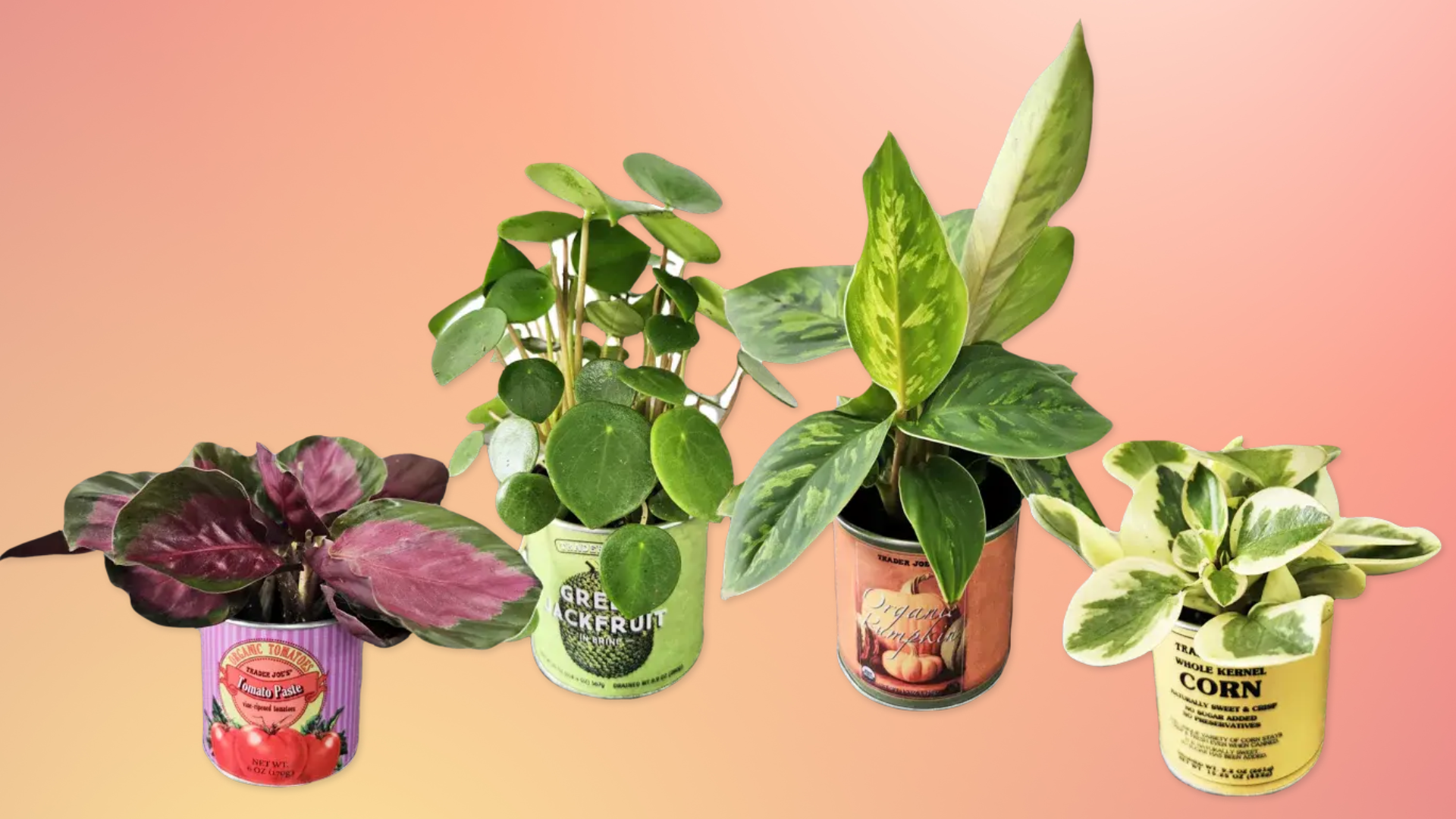 Trader Joe’s Turns Popular Canned Products Into Pots For Plants